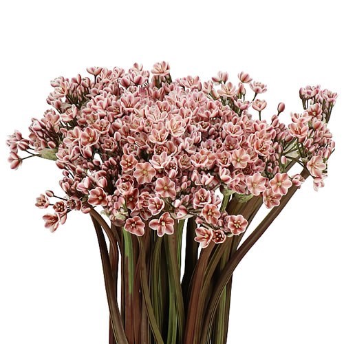 ALLIUM SPRAY - DYED BROWN