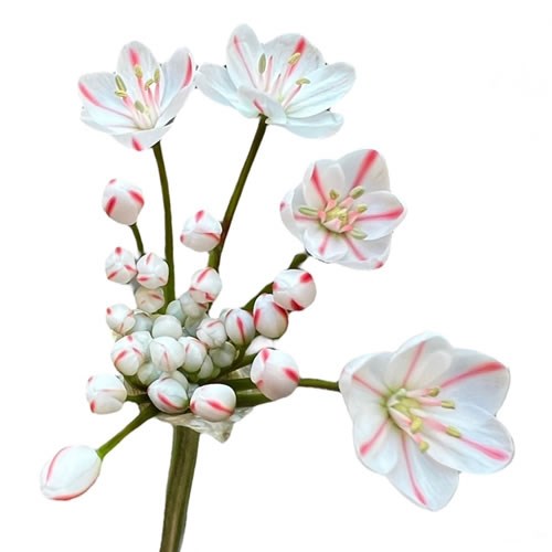 ALLIUM SPRAY - DYED FIRE RED