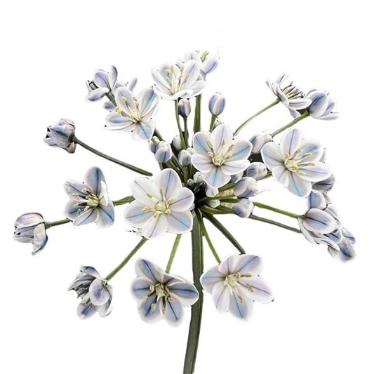 ALLIUM SPRAY - DYED GREY