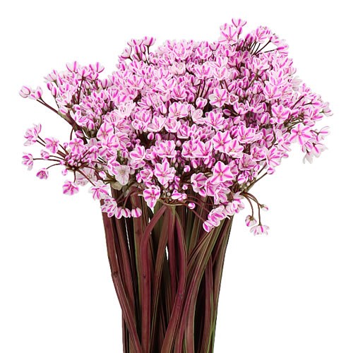 ALLIUM SPRAY - DYED HOT PINK
