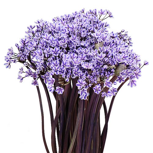 ALLIUM SPRAY - DYED LILAC