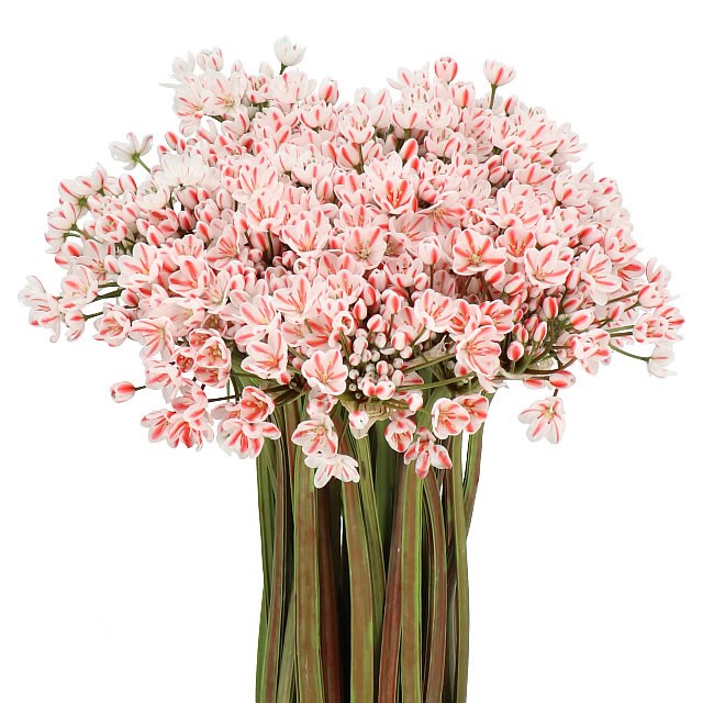 ALLIUM SPRAY - DYED PALE PINK