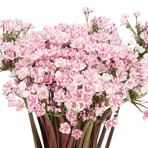 ALLIUM SPRAY - DYED PINK