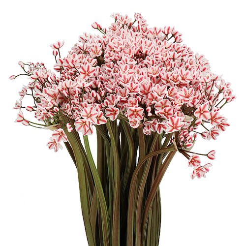 ALLIUM SPRAY - DYED RED