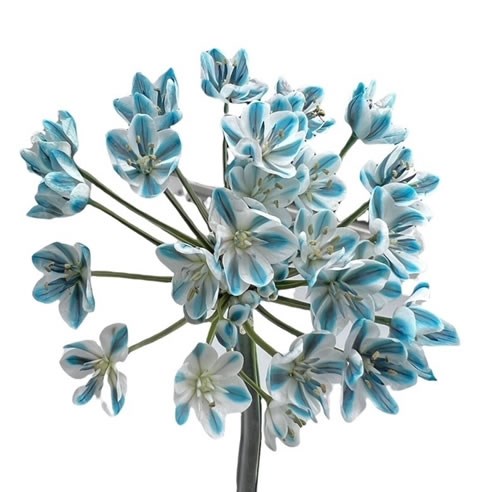 ALLIUM SPRAY - DYED ROYAL BLUE