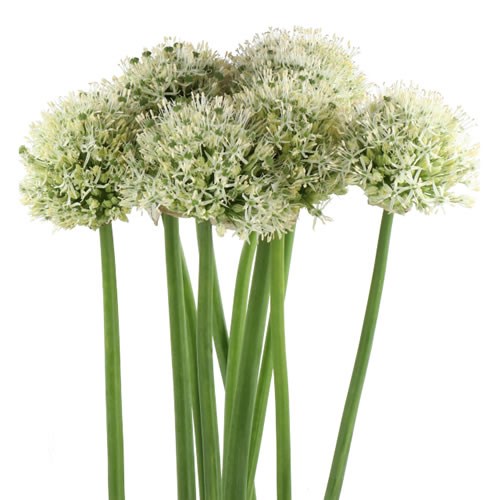 ALLIUM STIPITATUM MONT BLANC