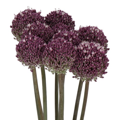 ALLIUM SUMMER DRUMMER