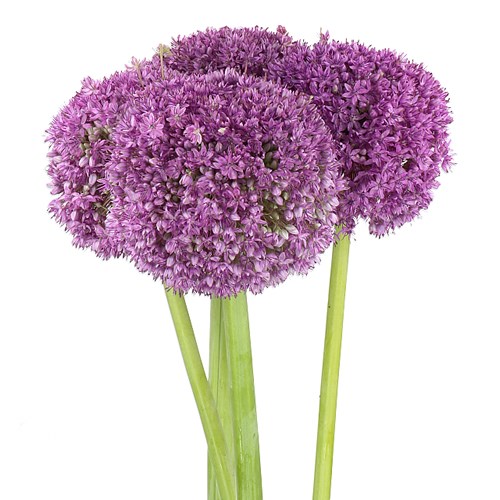 ALLIUM SUPER BOWL