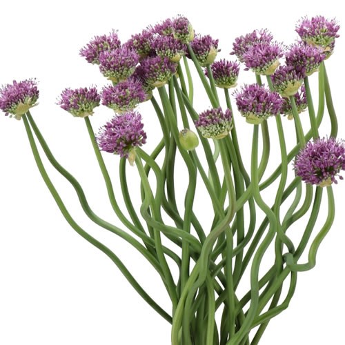 ALLIUM USUMURASAKI