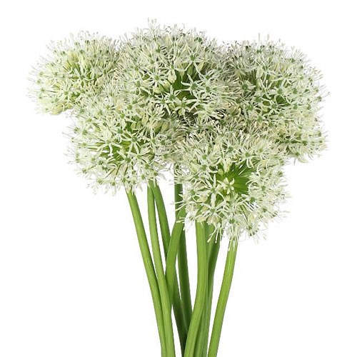 ALLIUM WHITE GIANT