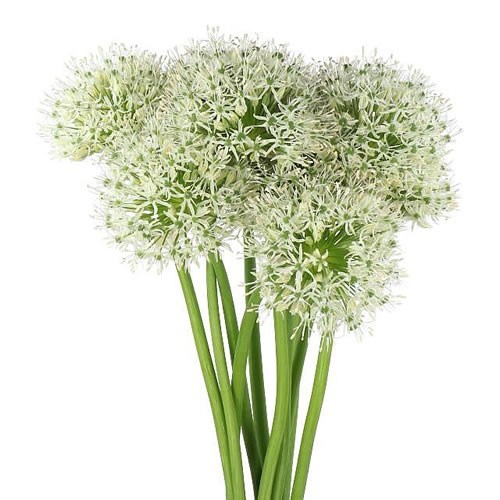 ALLIUM WHITE GIANT