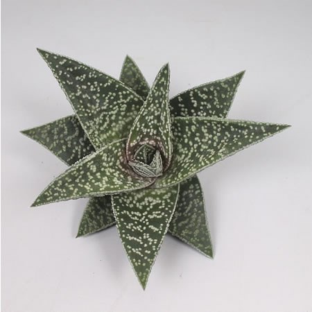 ALOE AVEO 12CM