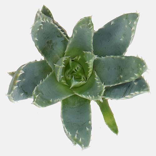 ALOE BREVIFOLIA 9CM