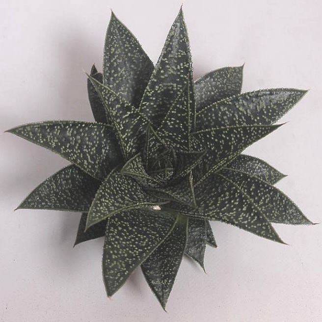ALOE FLOW 12cm