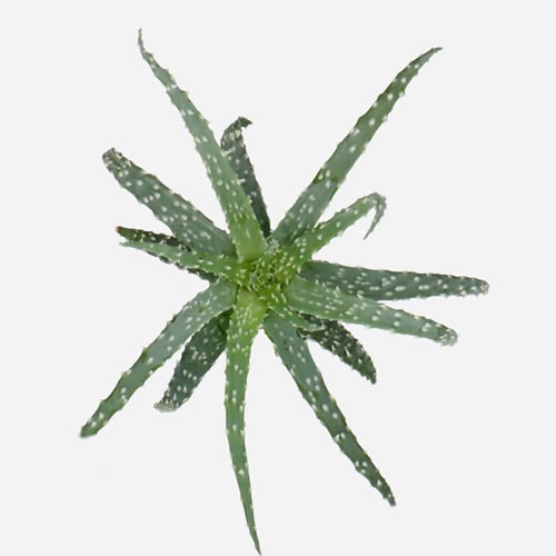 ALOE HUMILIS 12CM