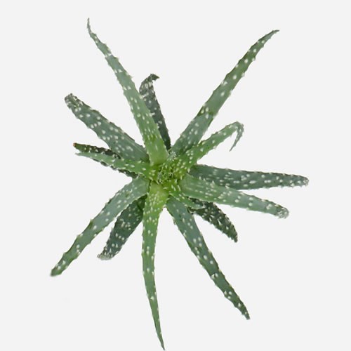 ALOE HUMILIS 9CM