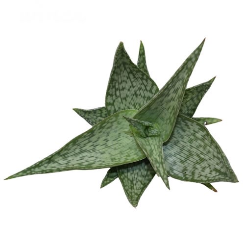 ALOE MIST 10CM