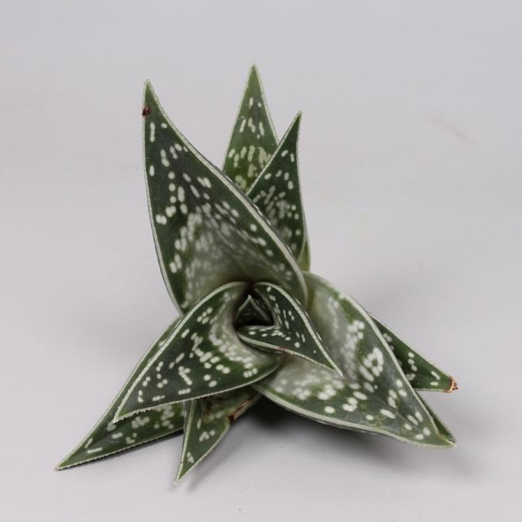 ALOE VARIAGATA 10cm
