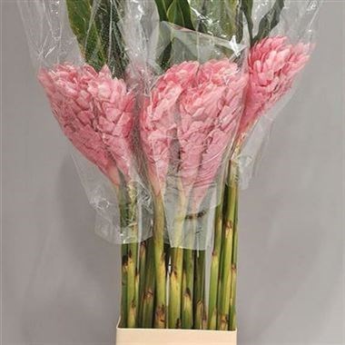 ALPINIA PURPURATA PINK (GINGERS)