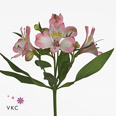 ALSTROEMERIA ADELAIDE