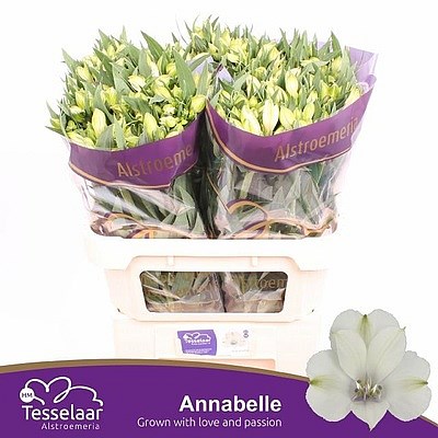 ALSTROEMERIA ANNABELLE