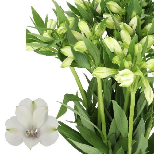 ALSTROEMERIA ANNABELLE