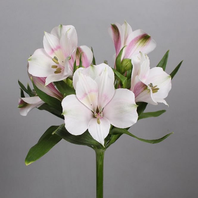 ALSTROEMERIA AQUARELA