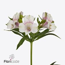 ALSTROEMERIA AQUARELA