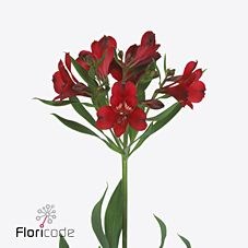 ALSTROEMERIA ARIEL