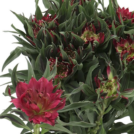 ALSTROEMERIA ASTRONOVA CAPELLA