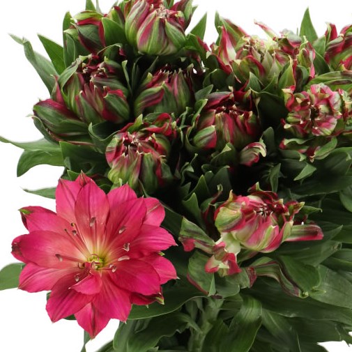 ALSTROEMERIA ASTRONOVA LIBRA