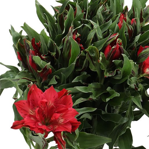 ALSTROEMERIA ASTRONOVA RIGEL