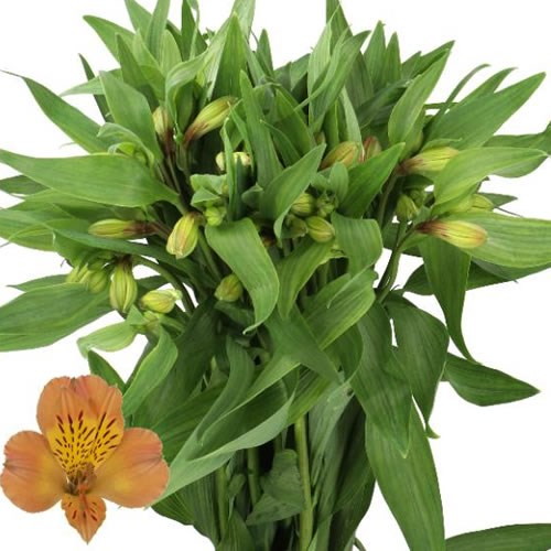 ALSTROEMERIA AURORA