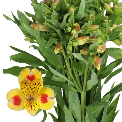 ALSTROEMERIA BALI