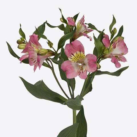ALSTROEMERIA BELUGA