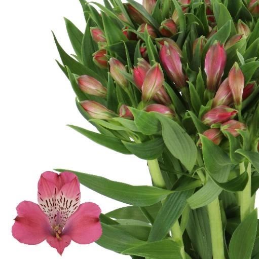 ALSTROEMERIA BUBBLICIOUS