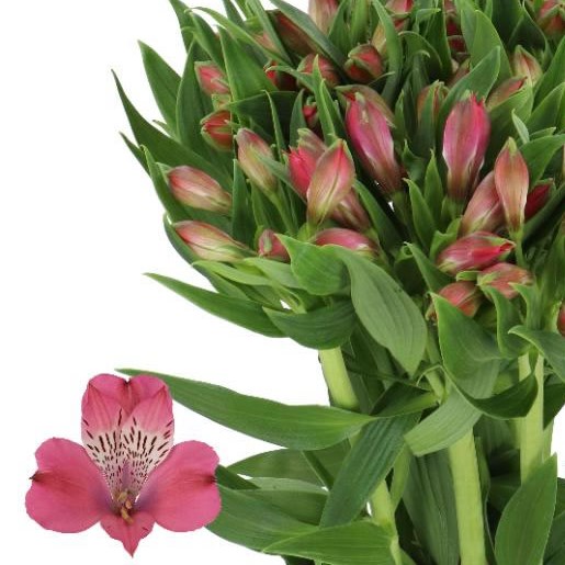 ALSTROEMERIA BUBBLICIOUS