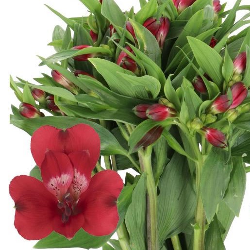 ALSTROEMERIA CARDINAL