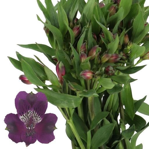 ALSTROEMERIA CARLINE