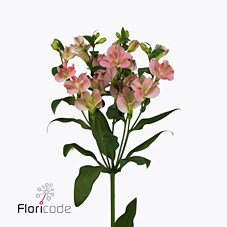 ALSTROEMERIA CHARMELIA BRIDESMAID