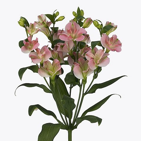 ALSTROEMERIA CHARMELIA PINK (SPRAY)