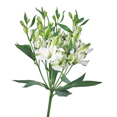 ALSTROEMERIA CHARMELIA WHITE