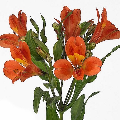 ALSTROEMERIA DANCING QUEEN