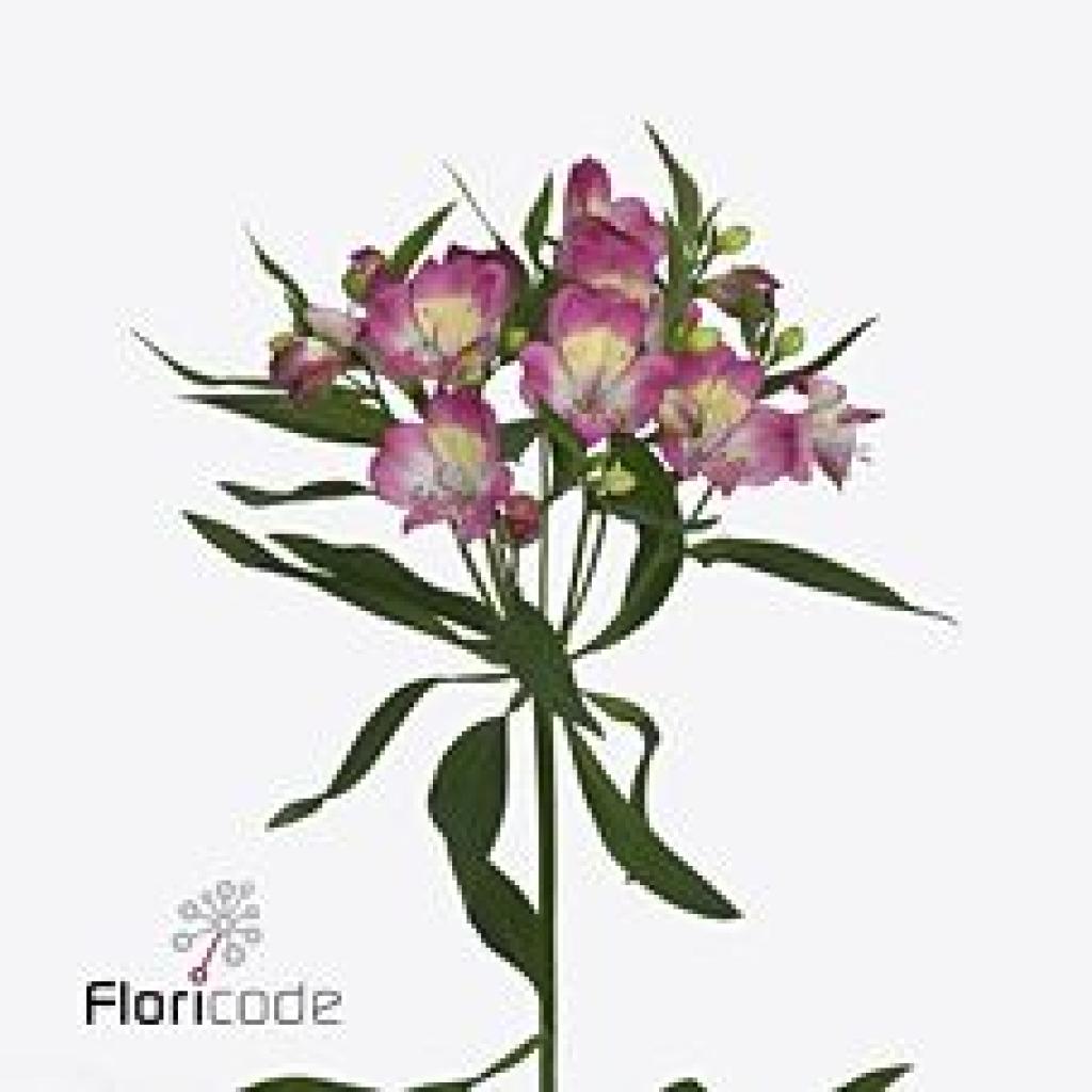 ALSTROEMERIA DECORA