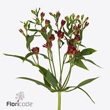 ALSTROEMERIA DYNAMITE