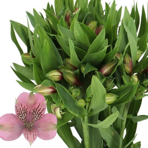 ALSTROEMERIA ELEGANCE