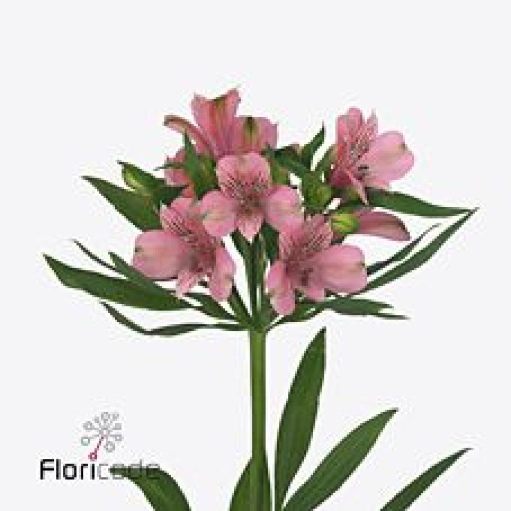 ALSTROEMERIA ELEGANCE