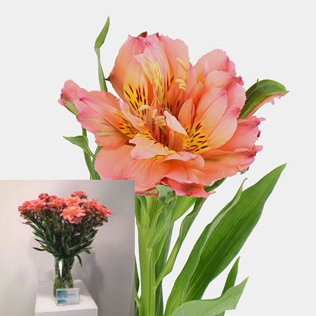 ALSTROEMERIA FASHIONISTA (LARGE SINGLE HEADED)