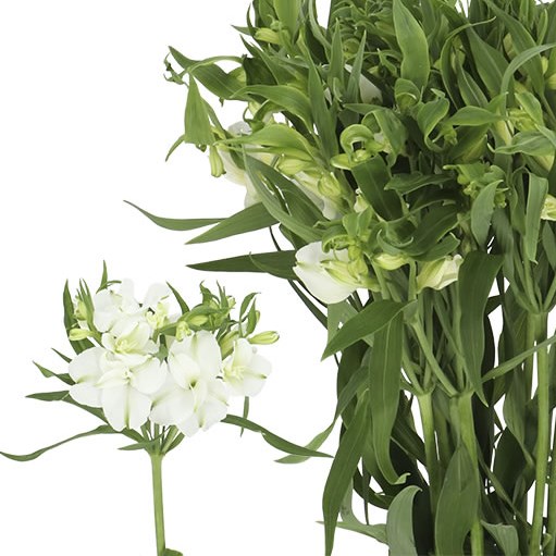 ALSTROEMERIA FLORINCA CHARME BLANC