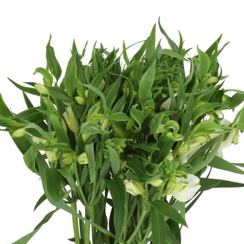 ALSTROEMERIA FLORINCA CHARME BLANC